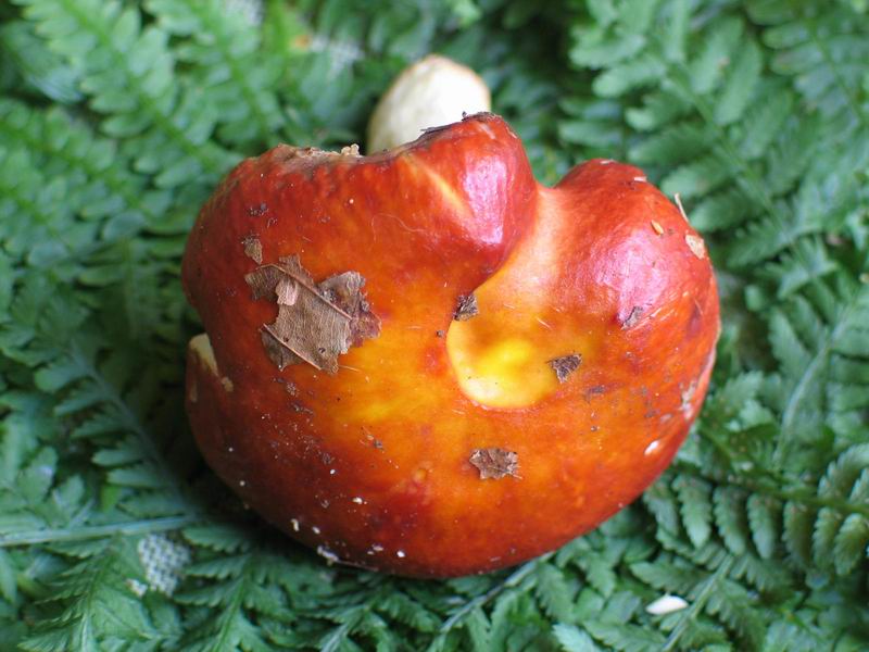  Image name: russula_aurea7.jpg 
 width: 800 pixel 
 height: 600 pixel 
 Size: 80421 bytes 
 Click to enlarge 